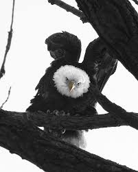 Eagle Attack Photograph by Jane Coenen