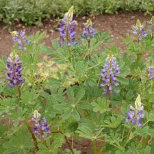 Image result for Lupinus mexicanus