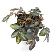 Image result for Pilea johnstonii