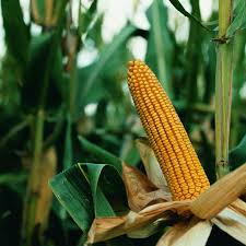 Los agricultores españoles siguen apostando por el cultivo de maíz -  Grandes cultivos