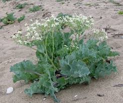 Image result for Crambe kilimandscharica