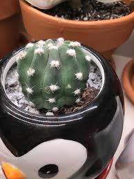 If your moon cactus is not receiving enough light to use the amount of water you are providing, then it needs to be given more light. Is This Scale Or Scarring On My Domino Cactus I Know It Needs Water But I Repotted It Recently So It Ll Have To Wait A Bit Plantclinic
