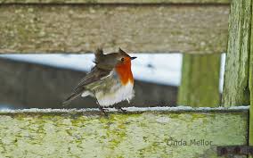 Image result for bird with ruffled feathers in the wind