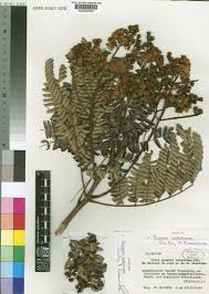 Image result for Bussea