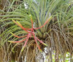 The two main types of air plants are xeric and mesic. Air Plant Varieties What Are Different Types Of Air Plants