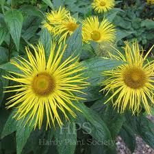 Image result for Inula mannii