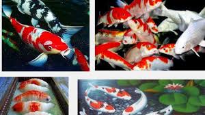 Sediakan kakaban yang terbuat dari ijuk atau bisa memanfaatkan tumbuhan air. Cara Termudah Memelihara Dan Budidaya Ikan Koi Terlengkap