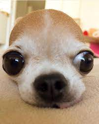 Pin By Fninetyfive On Animals Cute Funny Animals Cute Baby Dogs Cute Animals