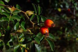 Les baies de goji sont des fruits orangés de forme allongés ayant un goût particulièrement sucré. Baie De Goji Bienfaits Danger Et Proprietes 24h24 Medecins