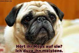 Lustige bilder mit tieren kostenlos. Mops Zitate Und Spruche Mops De