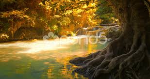 Beautiful Nature Background Of Tropical Forest With Big Old Tree Trunk Stock Footage Tropical Forest Background Be Relaxing Music Spiritual Music Nature Music
