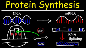 Check spelling or type a new query. Transcription And Translation Protein Synthesis From Dna Biology Youtube