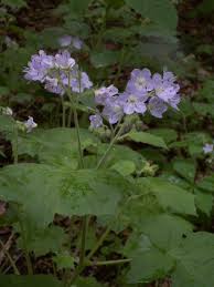 Image result for Hydrophyllaceae