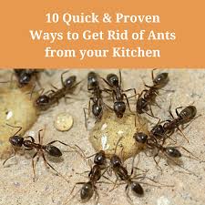 We are a service company. Ant Pest Control In Homes Get Rid Of Ants From Your Kitchen