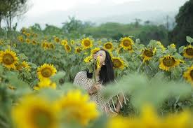 Selain sebagai taman dan dekorasi, semua bagian dari bunga matahari juga dapat dimanfaatkan untuk kesehatan karena mengandung vitamin dan nutrisi alami. Di Kampung Bunga Matahari Kita Bisa Membeli Bunga Matahari Dengan Memetik Langsung Dilokasi Photo De Kampung Matahari Garut Tripadvisor