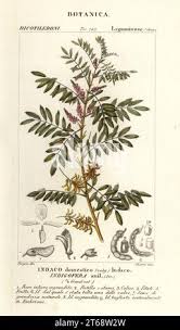 Image result for Indigofera lydenburgensis