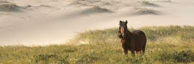 Sable Island Horse Population Sable Island National Park Reserve
