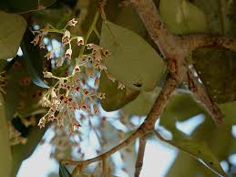 Image result for Heritiera