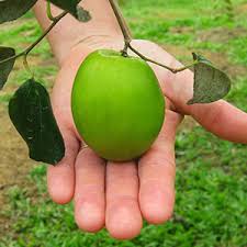 Image result for Ziziphus mauritiana