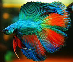 Pin On Betta Fish