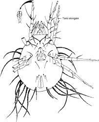 Helminths are worms that can live inside the intestines and can reach meters in length. Astigmata An Overview Sciencedirect Topics