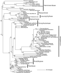 Image result for Diclis