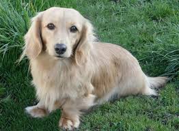 All of our female breeders are registered with the american kennel club. 10 Rarest Dachshund Colors In The World Rarest Org