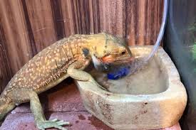 Twice a week works even better in the summer months.bathing can. How Long Can A Bearded Dragon Go Without Water
