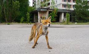 Metal dining table and chairs ukrainian city of pripyat. How To Visit Chernobyl Exclusion Zone Ukraine Chernobyl Chernobyl Disaster Abandoned Places
