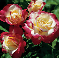 Het is een kruising van een moderne roos met een hulthemia. Roses Inc Green Country Publications Facebook