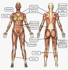 Finally A Muscle Chart For The Womans Body With Major