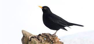 Meine hauskatze hatte eine junge amsel erlegt. Die Amsel Vom Waldvogel Zum Gartenvogel Nabu