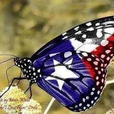 State Butterfly Of Texas Down South