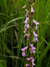 Image result for Hermbstaedtia