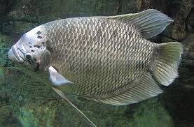 Gurame merupakan jenis ikan air tawar dengan ciri khas terletak pada kepalanya. Jenis Gurame Yang Populer Dibudidayakan Di Indonesia Ikan Info