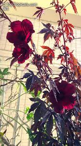 Image result for Hibiscus barbosae