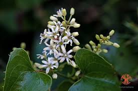 Image result for Smilacaceae