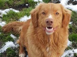 In the wild, a fox will play along the shoreline to lure in waterfowl. Pedigree Kc Registered Nova Scotia Duck Tolling Retriever Puppies In Morpeth Northumberland Born 05 08 18