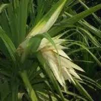Image result for Pandanus odoratissimus