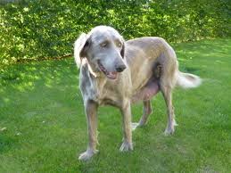 Image result for výmarský dlouhosrstý ohař