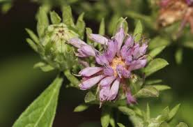 Image result for Vernonia kirungae