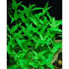 Image result for Floscopa africana