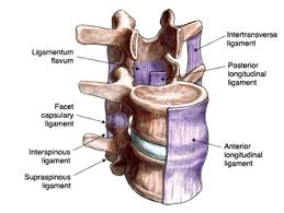 Related online courses on physioplus. Ligaments