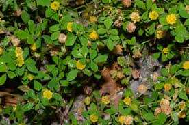 Image result for Trifolium campestre