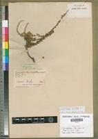 Image result for Eriocephalus microphyllus