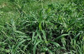 Image result for Setaria verticillata