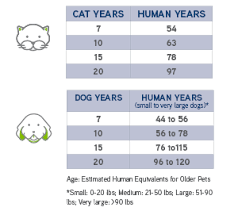 Senior Pets American Veterinary Medical Association