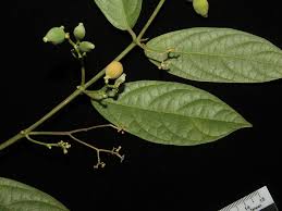 Image result for Icacinaceae