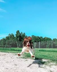 The pet lodge in alpharetta, ga is looking for a resort manager to join our team! A E Pet Resort Home Facebook