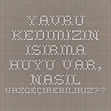 yavru kedimizin isirma huyu var nasil vazgecirebiliriz yavru kediler kedi evcil hayvanlar